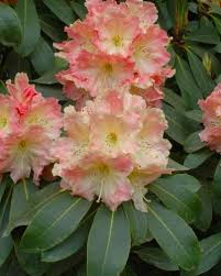 Rhododendrons Carnelian Candy Fragrant Flowers Bloom Where Youre Planted Rhododendron