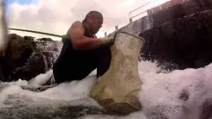 Scientists Use Tiny Tags To Learn How Young Lamprey Travel Through Dams