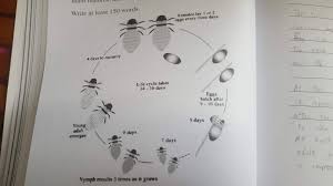 Honey Bee Diagram Explanation Ielts Writing Task 1