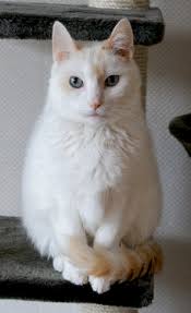 Angelica Feline Infectious Peritonitis Memorial Trust