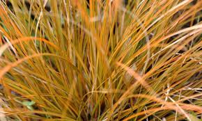 Image result for Carex conferta