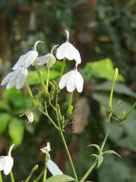 Image result for Rhinacanthus submontanus