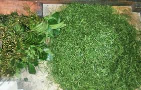 Image result for Gnetum africanum