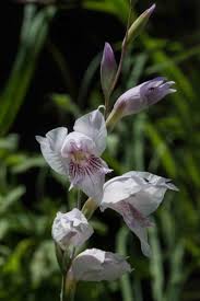 Image result for Gladiolus pretoriensis