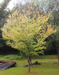 カツラを庭木にする 何に注意して育てたらいいの In Natural Style