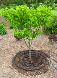 Check spelling or type a new query. Cracked Dry Soil Signals Need For Water Hoosier Gardener
