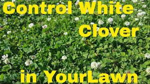The idea behind such herbicides is that they will kill broadleaf weeds, but not your grass. How To Kill White Clover Field Test With 4 Products Youtube