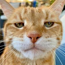 Meme atta halilintar jadi muka yao ming. 8 Things We Should Absolutely Never Do To Our Cats Cute Baby Cats Cute Baby Animals Baby Cats