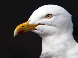 Image result for seagull