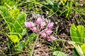 Image result for Corycium dracomontanum