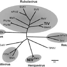 1%), jelas bank negara malaysia. Pdf Emerging And Re Emerging Viruses In Malaysia 1997 2007