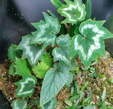Image result for Begonia kisuluana