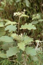 Image result for Solanum torvum
