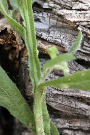 Image result for Litogyne gariepina