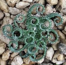 Image result for Gethyllis