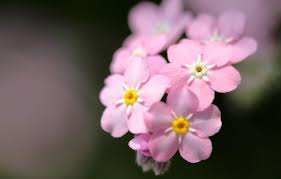 Maybe you would like to learn more about one of these? Forget Me Not Flower 1600x965 Wallpaper Teahub Io