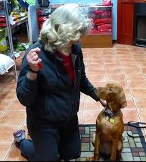 It's because our trainers go the extra mile to provide the best dog training service to all of our customers. The Best Dog Obedience Classes In Chicago K9 University Chicago
