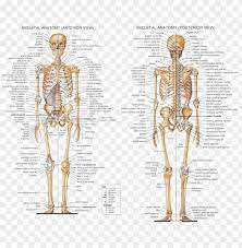 These bones are arranged into two major divisions. Anatomy Axial Skeleton Human Skeleton All Bones Labeled Png Image With Transparent Background Toppng