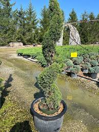 Image result for spiral cut juniper trees