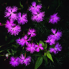 It is said that the earth is endemic to only living species or endemic species are species of those plants and animals which are found in just one particular. Endemic Plants Photos Yushan National Park