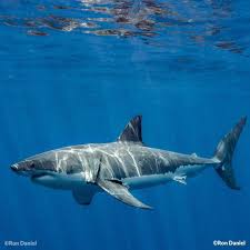 Big Black Bug With White Stripes Shark Photographer Ron Daniel On Instagram It S A Beautiful Sight When The Sun Paints White Stripes On The Back Of A G Great White Shark Shark White Painting