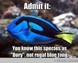 Admit It Humor Funny Pictures Nemo Memes Funny
