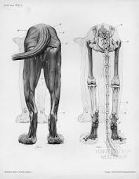 Jun's anatomy big cats anatomy models | feline anatomy, cat anatomy, animal anatomy. 22 Character Modeling Lioness References Ideas Feline Big Cats Lioness
