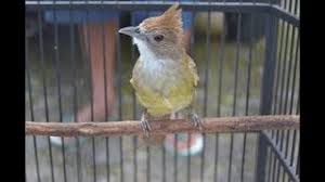 Cucak jenggot mini burung bersuara menakutkan bikin burung emosi. Gambar Burung Jenggot Mini Gambar Burung Wallpaper