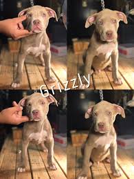 Merle bullies, tri pit bulls, fawn pit bulls, red nose pit bull puppies and blue nose pit bulls for sale. American Bully Puppies For Sale Oxnard Ca 251167