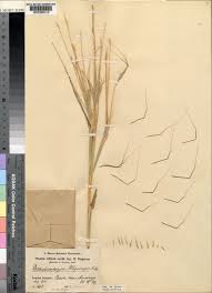 Image result for Diheteropogon filifolius