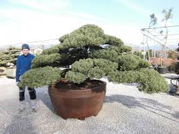 Juniperus Chinensis Genevrier De Chine Yaponski Sadi