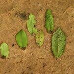 Image result for Celtis mildbraedii