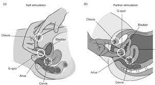 High climax female stimulating cream. Relative Dexterity In Stimulating External And Internal Pelvic Download Scientific Diagram
