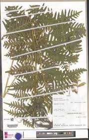 Image result for Pteris atrovirens