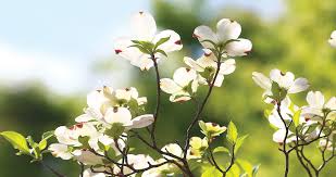 8 Things You May Not Know About Our State Flower Our State