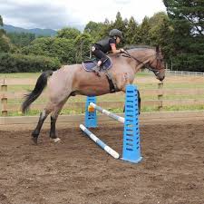 Little Girl Jumping On A Big Horse Big Horses Funny Animal Jokes Horses