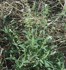 Image result for Syncolostemon oritrephes