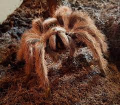 The holotype of eurypelma tripepii dresco, 1984 from state of pará, brazil, is revised and illustrated. My Bodacious Giant Blonde Nhandu Tripepii Love Those Chompers Tarantulas