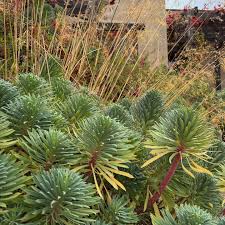 Image result for Strombosiopsis