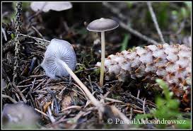 Image result for Strobilurus conigenoides