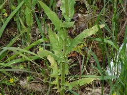 Image result for Crepis