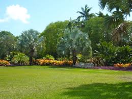 Pin On Plants Tropical