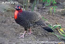 Western Tragopan Tragopan Melanocephalus Pheasant Pet Birds Vulnerable Species