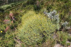 Image result for Helichrysum cymosum