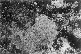 Image result for Xerophyta scabrida