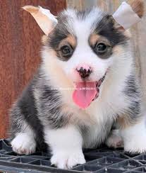 Corgi x puppies online for sale