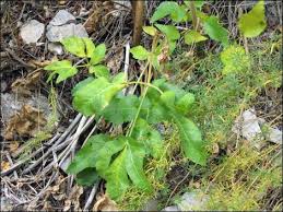 Image result for Xerophyta scabrida