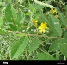 Image result for Grewia flava