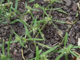 Image result for Oldenlandia capensis