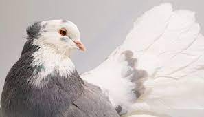 Indian Fantail Pigeon Breed Guide Pigeonpedia